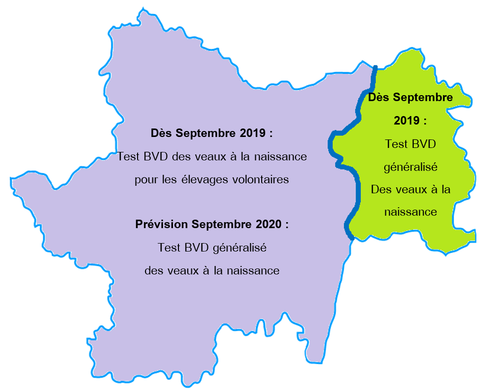 BVD : zones de dépistage auriculaire