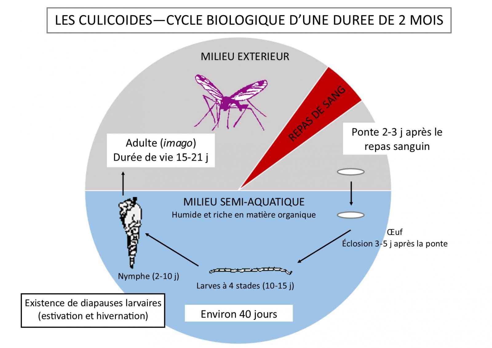 Cycle de développement du Culicoïde